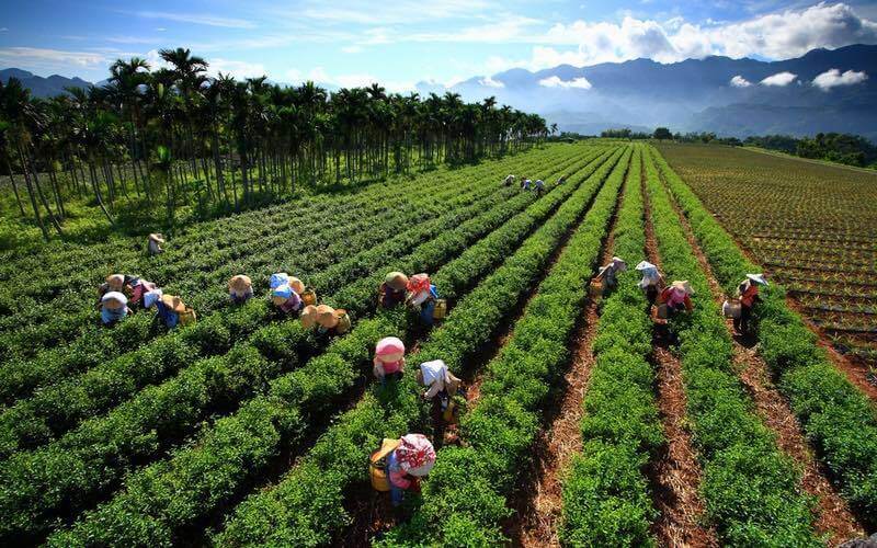 Phân biệt các loại hình trang trại đầu tư phổ biến