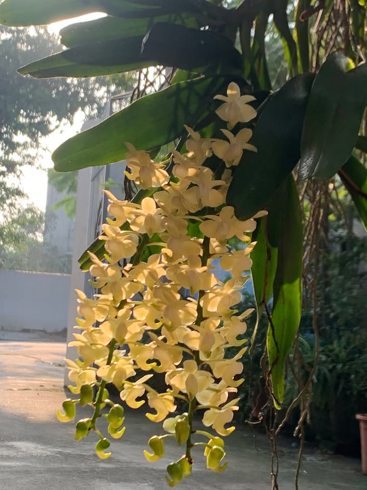 Đất nền Phủ Lý - Hà Nam từ 600 triệu - Sổ đỏ chính chủ, đầu tư sinh lời!