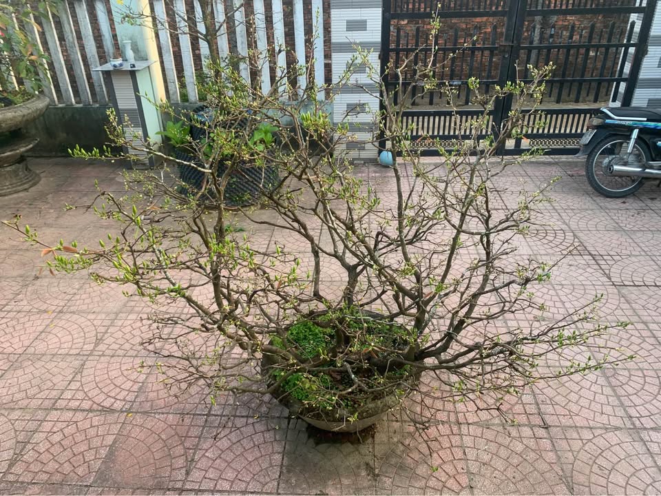 Bán 3 Lô Liền Kề Võ Văn Kiệt, Quảng Ngãi - Kinh Doanh Đắc Lợi