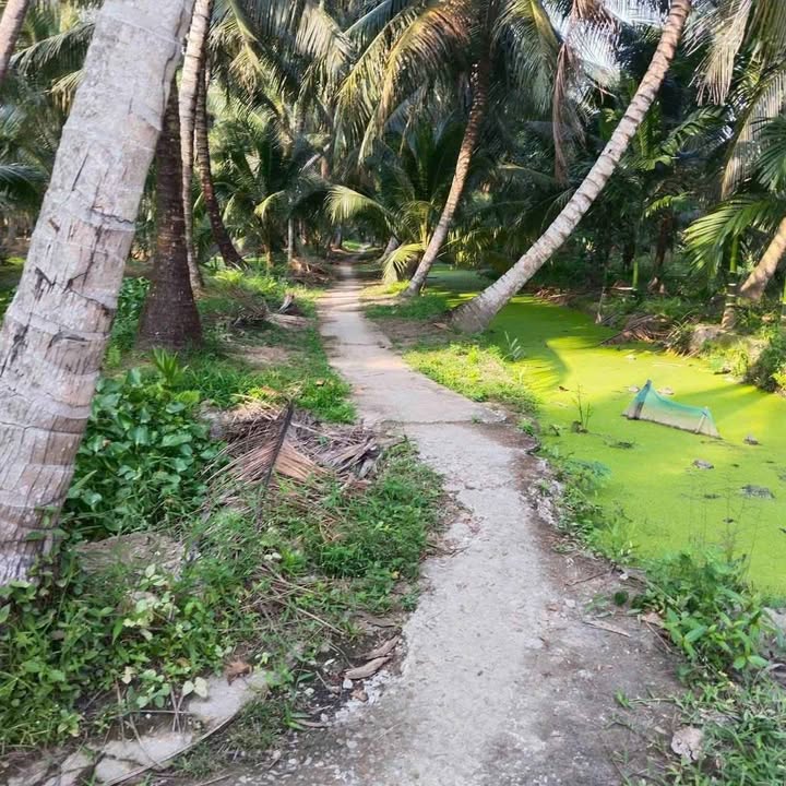 Đất vườn Giồng Trôm Bến Tre 989m² giá 430 triệu - Đầu tư tốt!