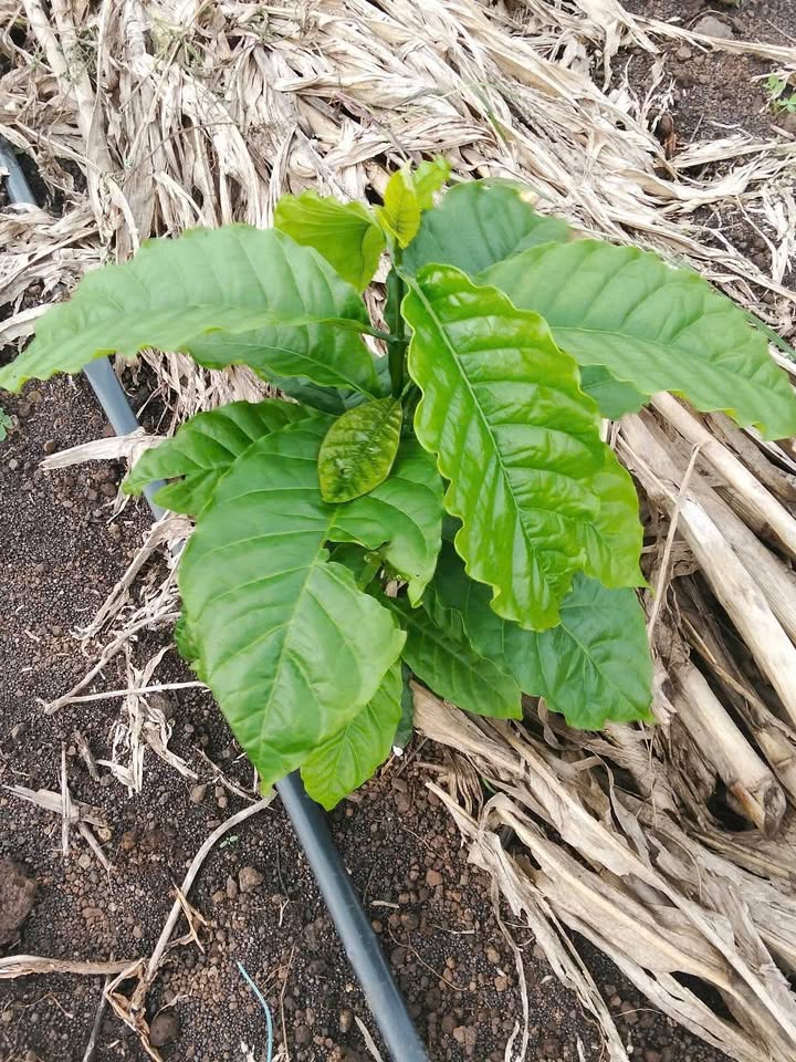 Đất nền Thôn 17 Hòa Khánh 1980m² - Tiềm năng tăng giá vượt trội!