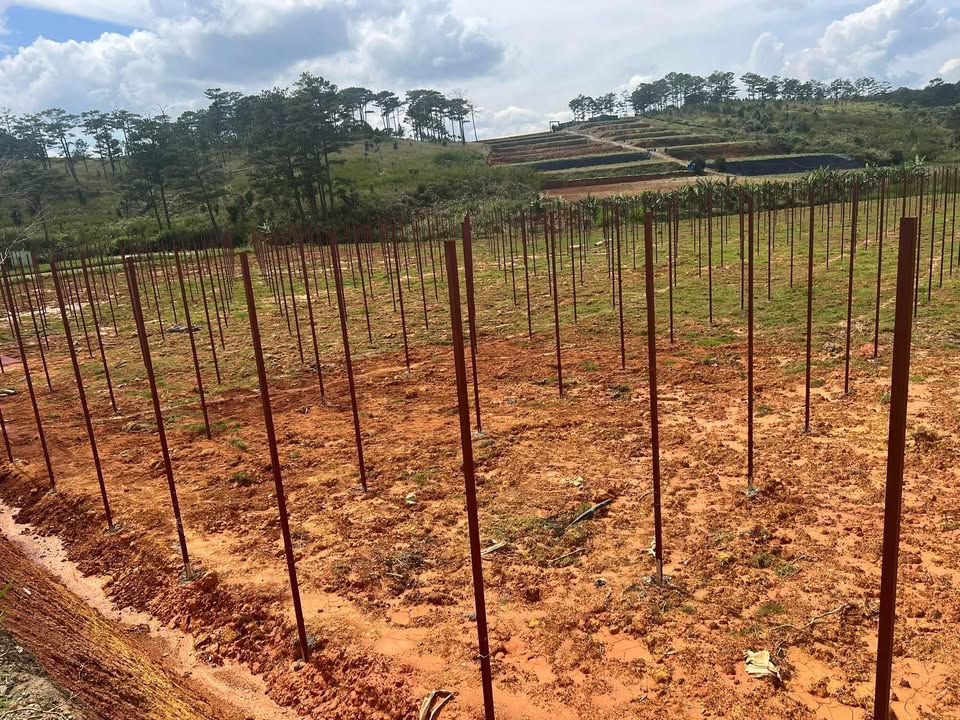 Đất Vườn Thị trấn Lạc Dương 7000m² - Đường lớn xe tải vào tận nơi!