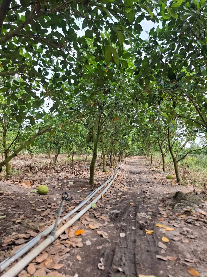 Đất vườn Xã Bàu Chinh, Châu Đức 1014m² - Đầu tư dài hạn!