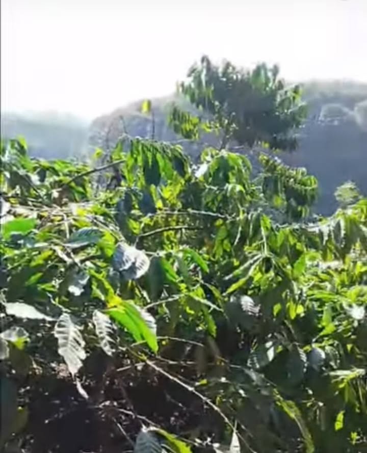 Bán Gấp Đất Farm 3ha Đà Loan, Đức Trọng - Sổ Đỏ, Giá Đầu Tư 16.7 Tỷ