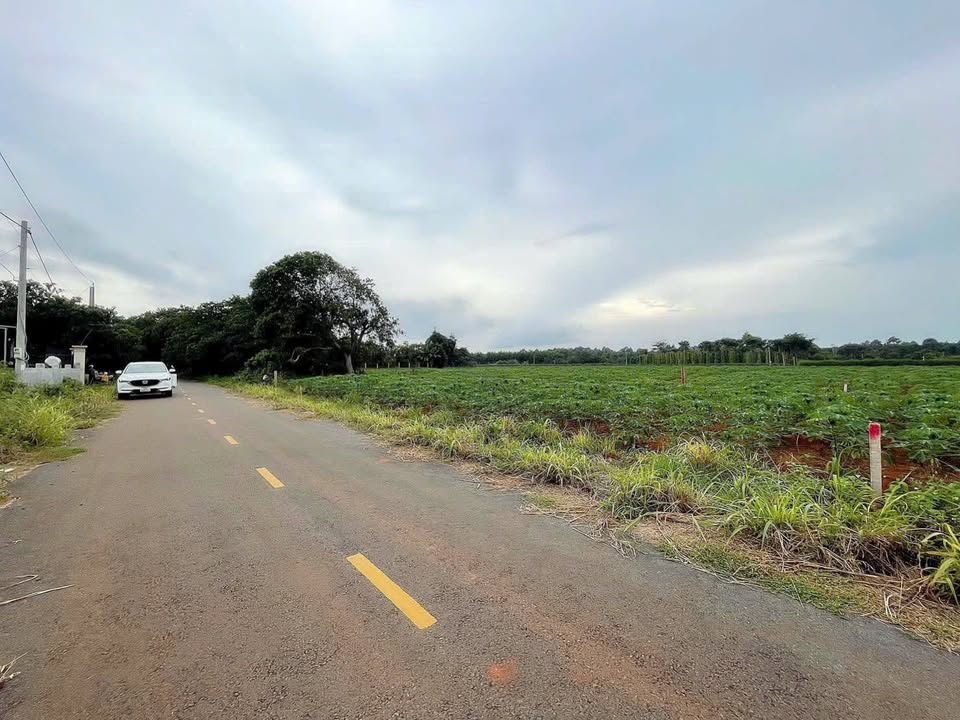 Đất Bưng Riềng Xuyên Mộc 1000m² - 2.3 Tỷ - Sổ Đỏ Chính Chủ