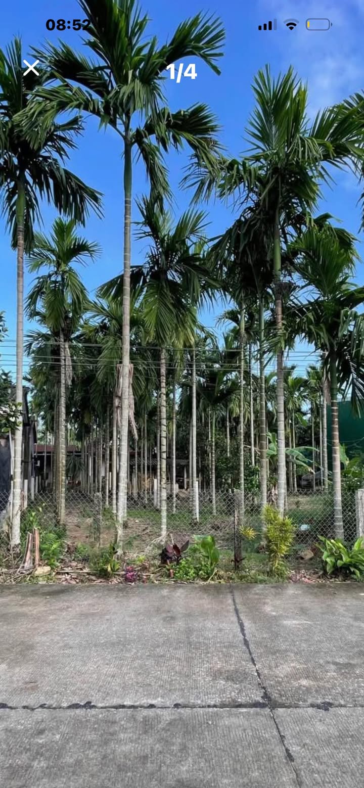 Đất nền mặt tiền ĐT628 Nghĩa Hành 174m² - Sổ đỏ sẵn, đầu tư sinh lời ngay!