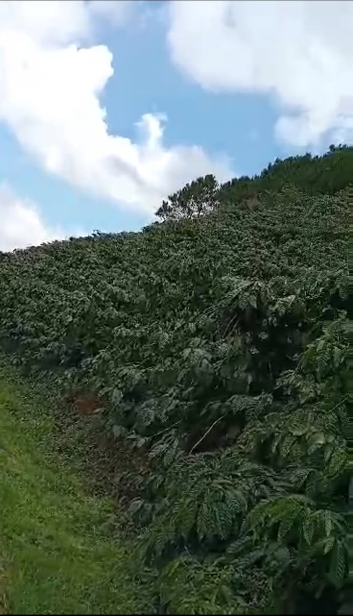 Đất Vườn Cà Phê Tà Năng - Đức Trọng 1.8ha - Giá Hời Đầu Xuân