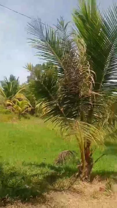 Đất Vườn Trà Vinh 1536m² - Giá Tốt 420 Triệu, Sổ Hồng Rõ Ràng