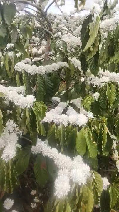 Đất Rẫy Cà Phê Chư Sê, Gia Lai 3.85 ha - Đầu tư sinh lời mạnh mẽ!