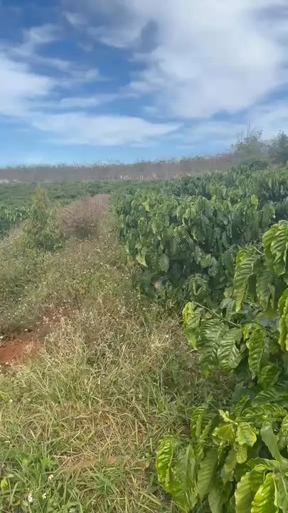 Đất rẫy Xã Gào Pleiku 2.4ha 4.8 tỷ - Đầu tư dài hạn!