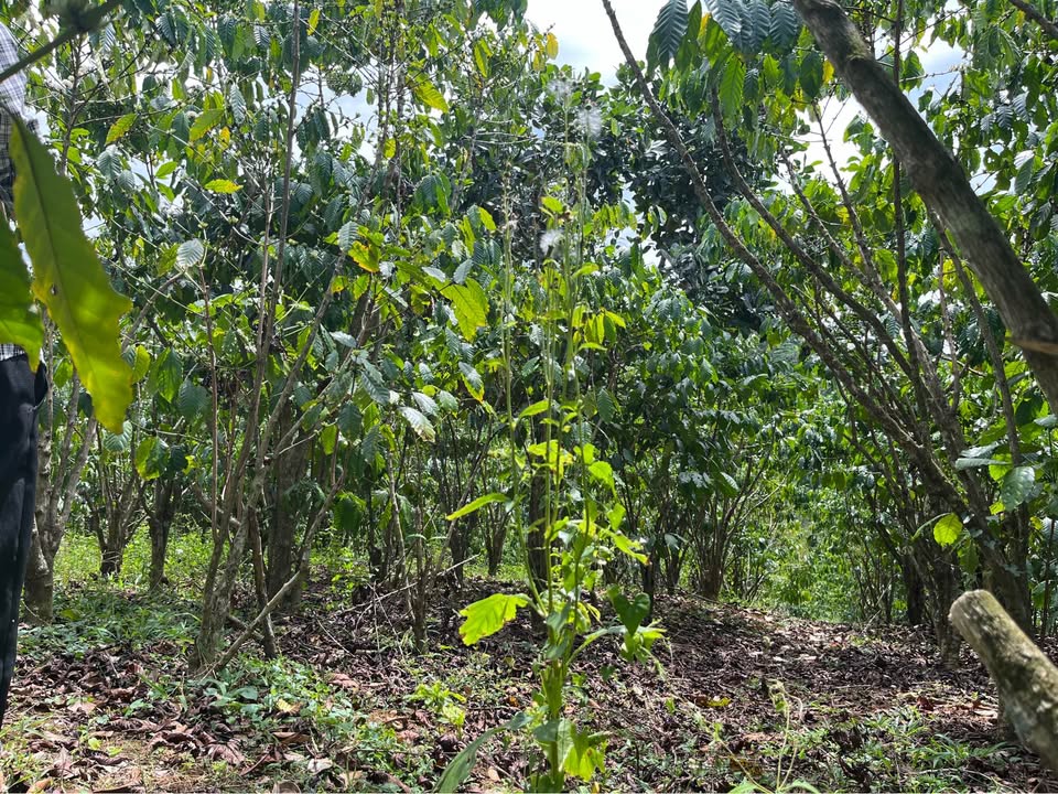 Đất nền Phường 1 Bảo Lộc 828m² giá 1.2 tỷ - Quy hoạch thổ cư!