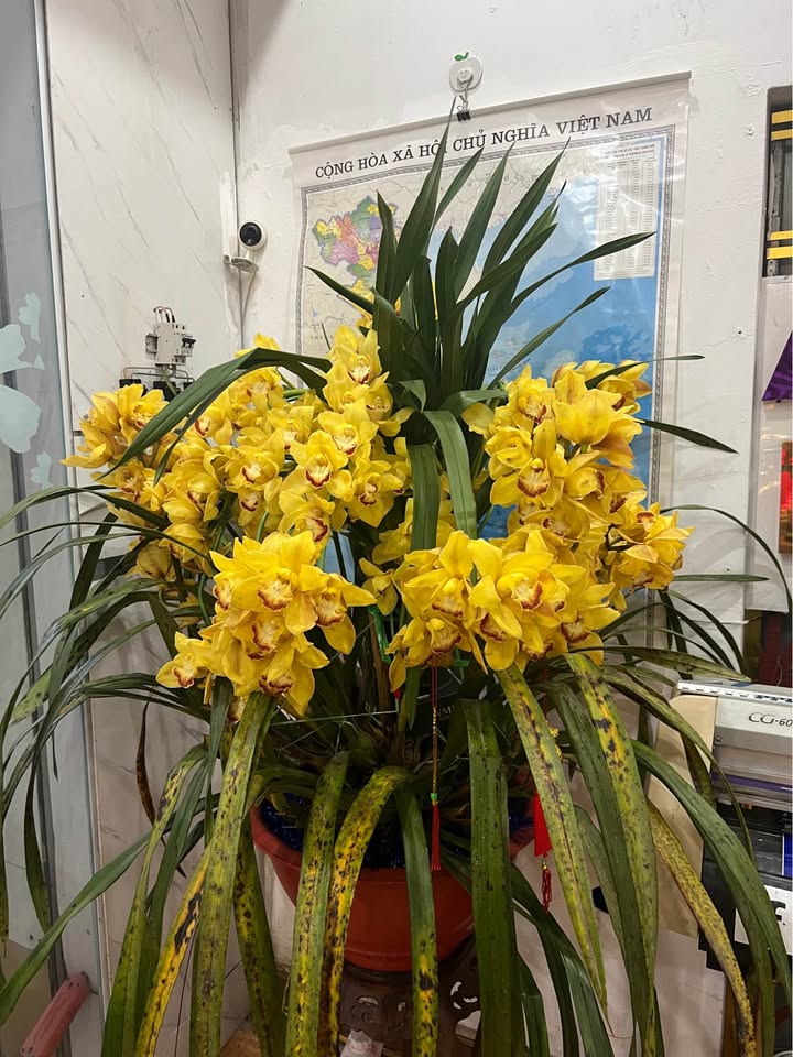 Đất nền Kỳ Sơn Thủy Nguyên 68m² giá 290 triệu - Sổ đỏ chính chủ