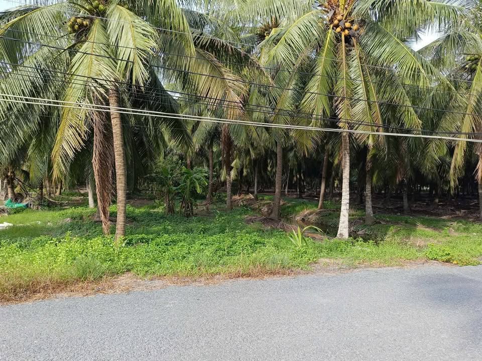 Đất Vườn Lộc Thuận, Bến Tre - 1236.6m² Mặt Tiền Nhựa, Giá Tốt