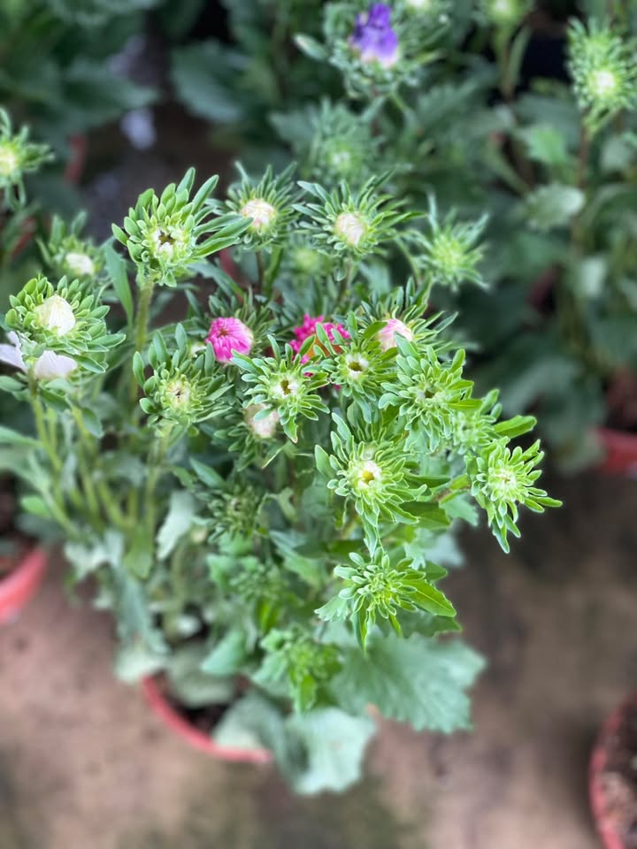 Đất nền Giồng Cà, Bình Minh, Tây Ninh từ 135m² - Sổ đỏ chính chủ!