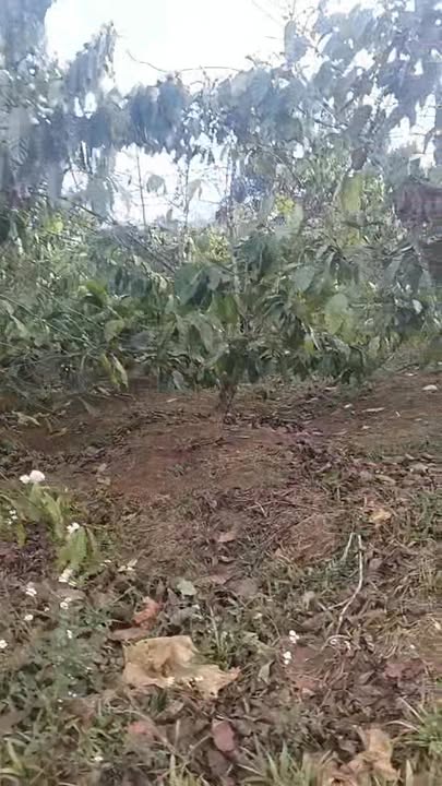 Đất Vườn Đắk Sin Đắk R'Lấp 1.2ha 2.7 Tỷ - Đầu Tư Dài Hạn