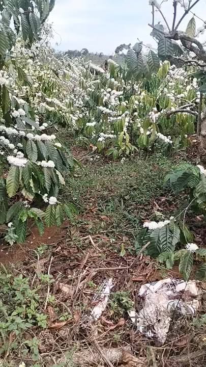 Đất Rẫy Đắk N'Drung 12300m² - Sổ đỏ chính chủ, tiềm năng tăng giá!