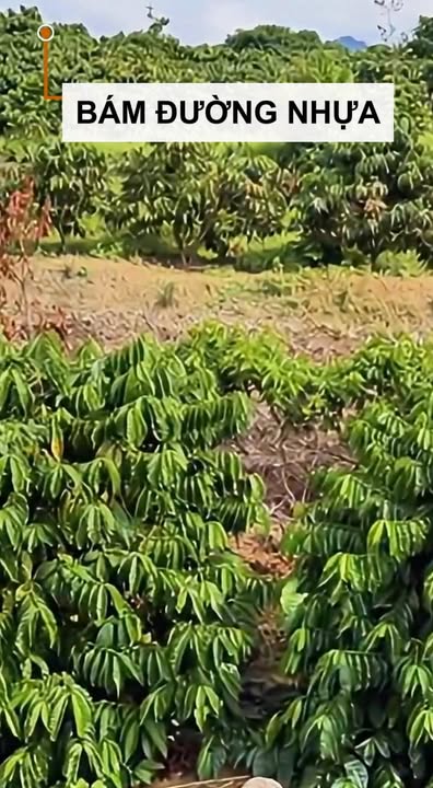 Đất nền Hà Mòn, Đắk Hà 1000m² view hồ - Sổ đỏ sẵn sàng!