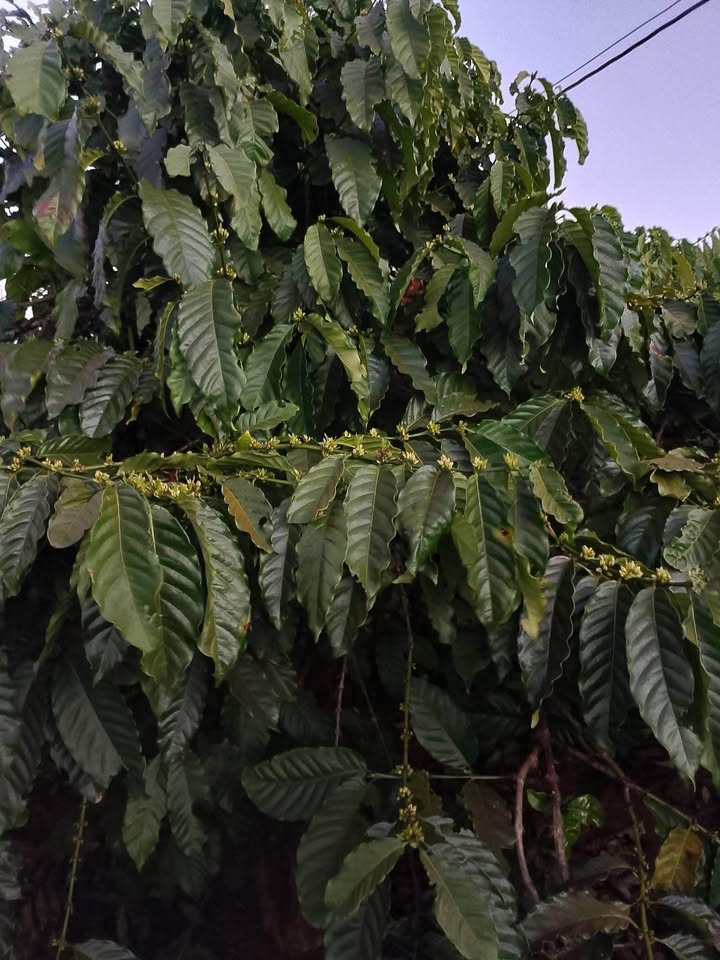 Đất Farm 2.4ha Cà Phê Sầu Riêng Xã Gào, Gia Lai - Giá Đầu Tư 6 Tỷ