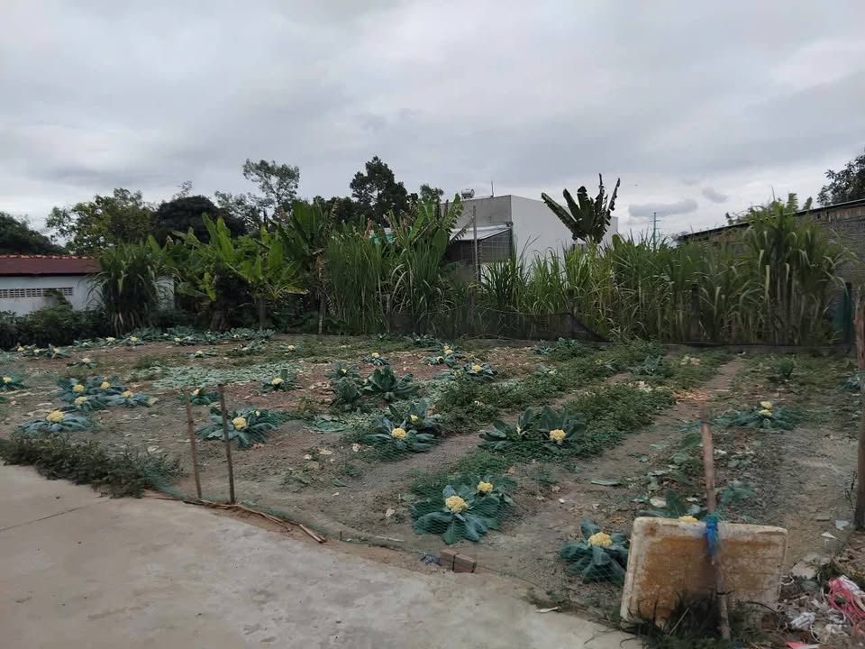 Đất Nền 276m² Sổ Đỏ Gần Ao Bà Om, Châu Thành, Trà Vinh - Giá Đầu Tư 60tr/m