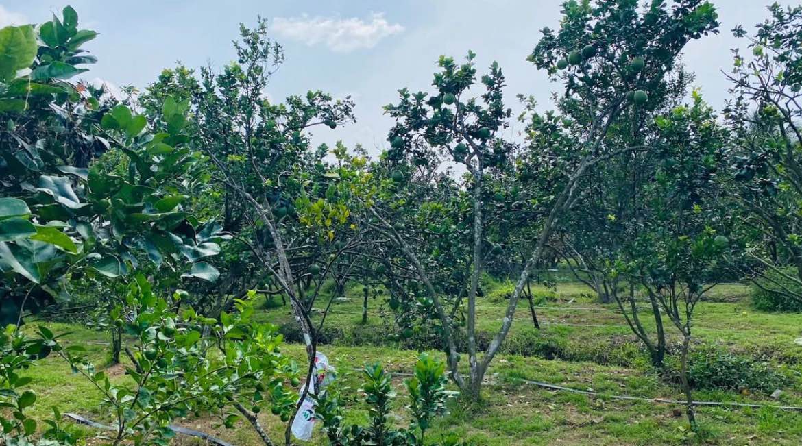 Đất vườn bưởi Châu Thành Bến Tre 2.779m² - Nghỉ dưỡng lý tưởng
