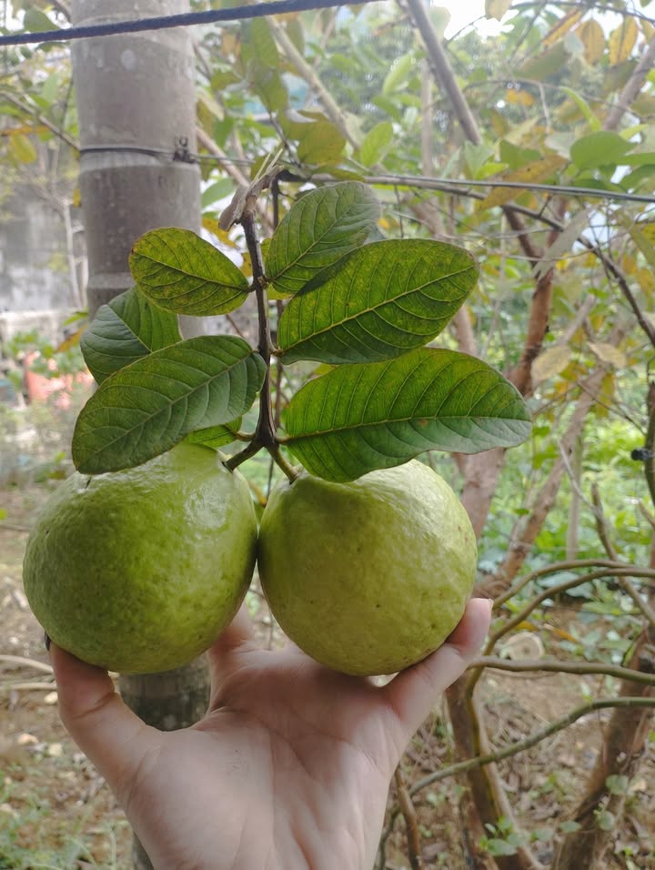 Đất vườn Kỳ Phú Nho Quan 1000m² hơn 1 tỷ - Nghỉ dưỡng lý tưởng