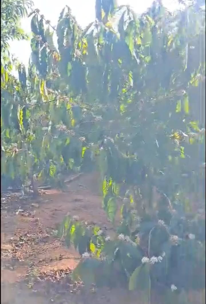 Đất vườn Chư Păh Gia Lai 756m² giá 2 tỷ - Tiềm năng tăng giá!