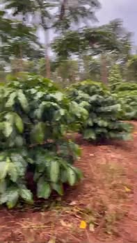 Rẫy Cà Phê Tiêu Chư Sê 2.7ha giá 6.48 tỷ - Đầu tư dài hạn!