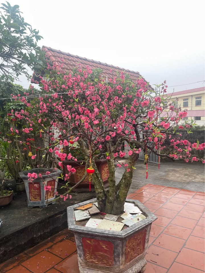 Đất nền VSIP Bình Định 285m² – Đất thổ cư 100%, Sổ hồng chính chủ!