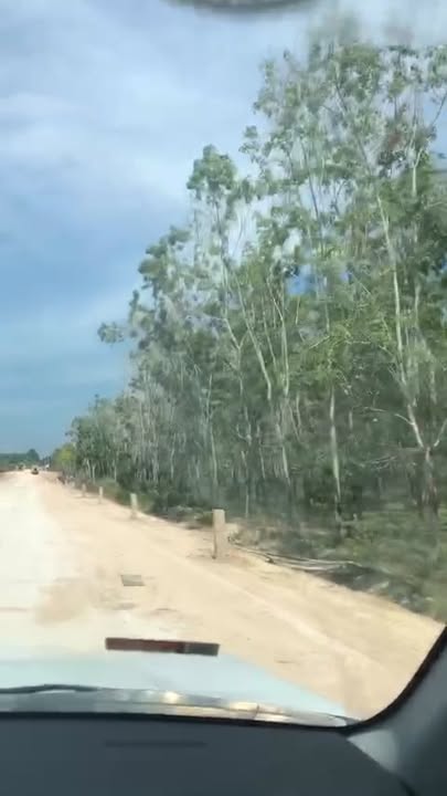 Bán 9.5 mẫu đất cao su Châu Thành Tây Ninh 9.5 tỷ - Hạ tầng hoàn thiện