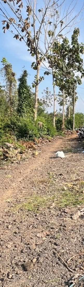 Đất Sổ Đỏ 150m² Xã Trà Cổ, Tân Phú - Giá Đầu Năm Chỉ 2.79 Tỷ