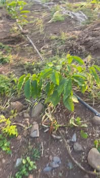 Đất nền Hoà Khánh, Cư M'gar 22000m² - Tiềm năng tăng giá vượt trội!