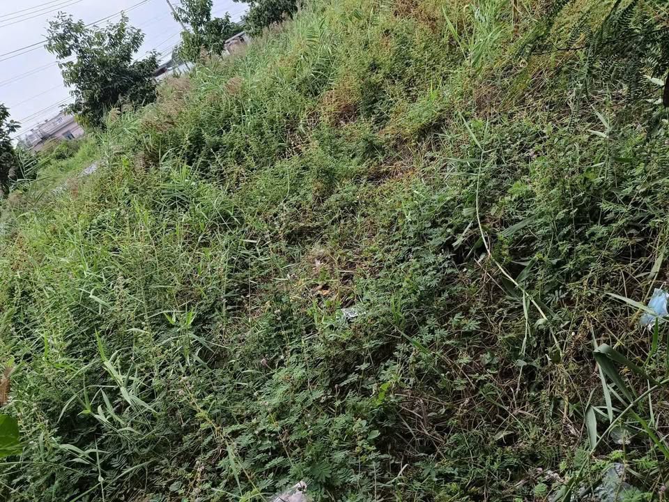 Đất Mặt Tiền Quốc Lộ 57 Bến Tre - 1760m² Giá Tốt