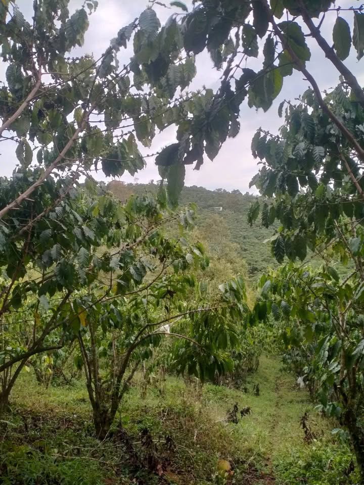 Đất nền Bảo Lộc 828m² full thổ cư - Giá 1.2 tỷ, sổ đỏ sẵn!