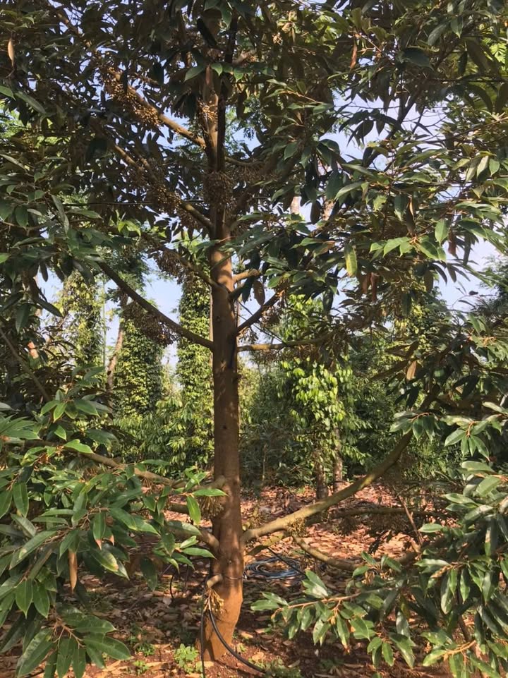 Đất nền Hòa Phú, Buôn Ma Thuột 1.3ha - Tiềm năng tăng giá vượt trội!