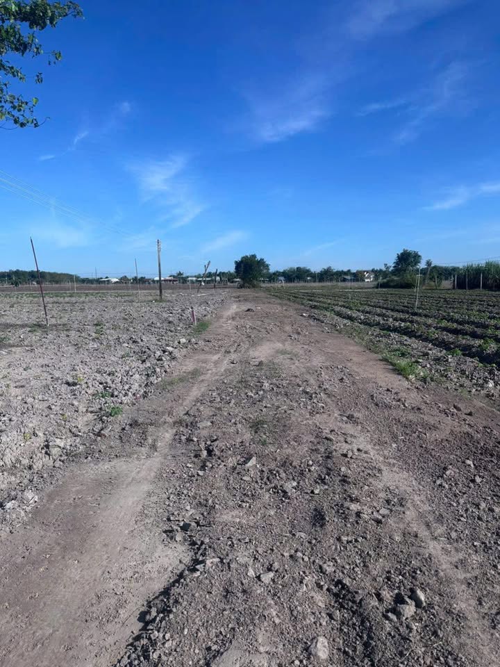 Bán đất Tân Hội Tây Ninh 1 mẫu giá 1.1 tỷ - Tiềm năng tăng giá