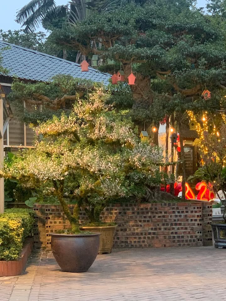 Đất nền Quảng Xương 1000m² - Sổ đỏ chính chủ, giá hơn 1 tỷ!