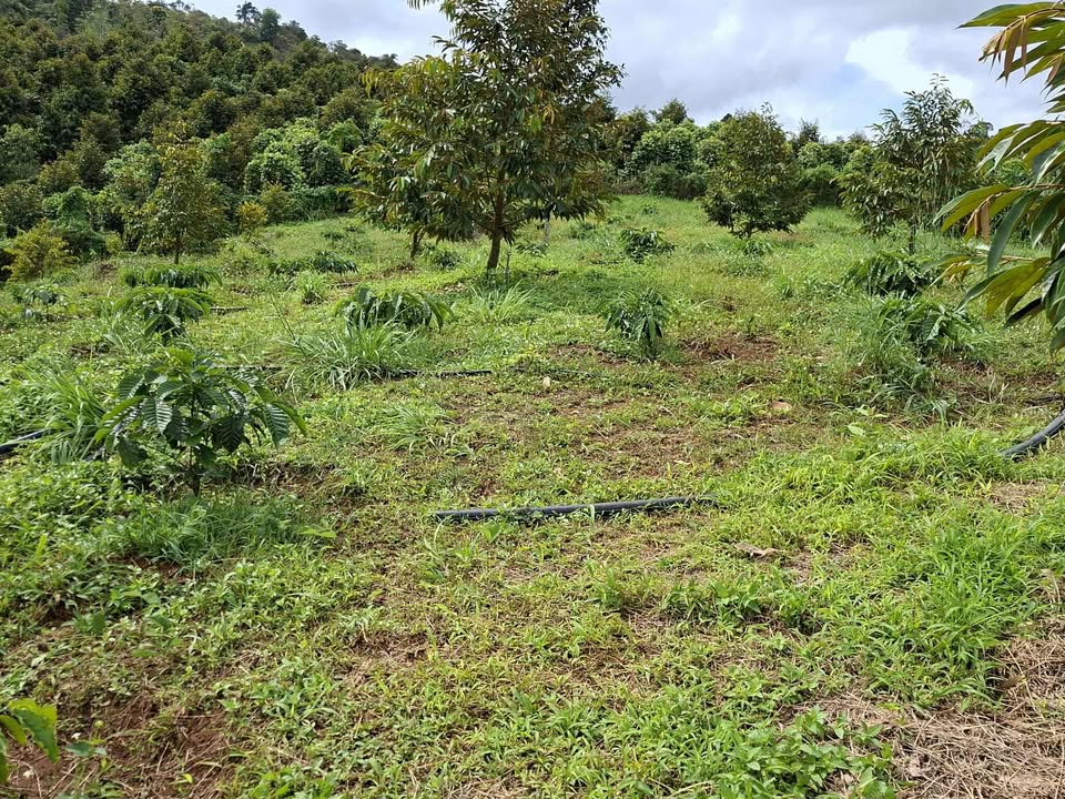 Bán Đất Vườn Đạ Huoai Lâm Đồng 1.2ha 1.65 Tỷ - Nghỉ Dưỡng Lý Tưởng