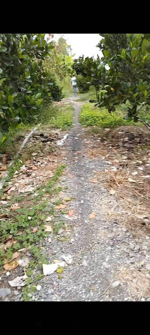 Đất Vườn Cái Bè Tiền Giang 10.000m² Giá 2.6 Tỷ - Đầu Tư Sinh Lời!