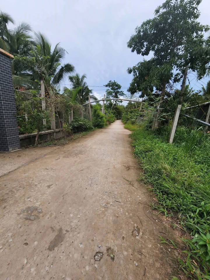 Đất vườn Thành An Mỏ Cày Bắc 2000m² - Sổ hồng rõ ràng