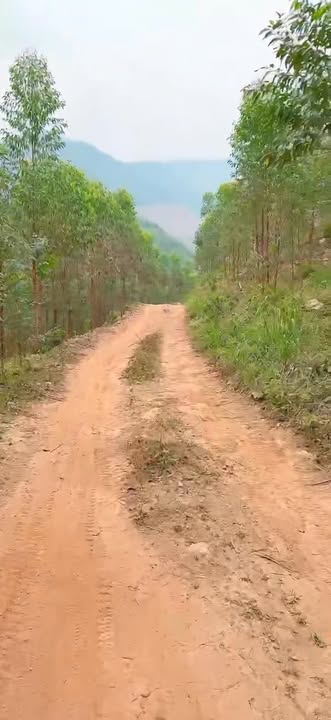 Bán 12ha đất rừng sản xuất An Sinh Đông Triều giá hơn 2 tỷ - Đường to ô tô!