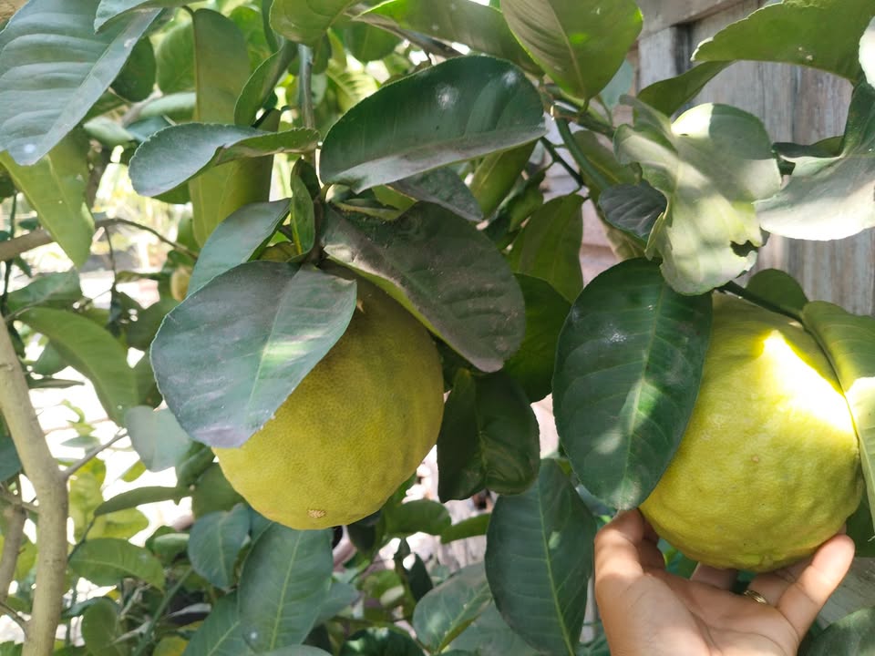 Đất nền Phước Tân Xuyên Mộc 120m² giá 7xx triệu - Sổ đỏ chính chủ