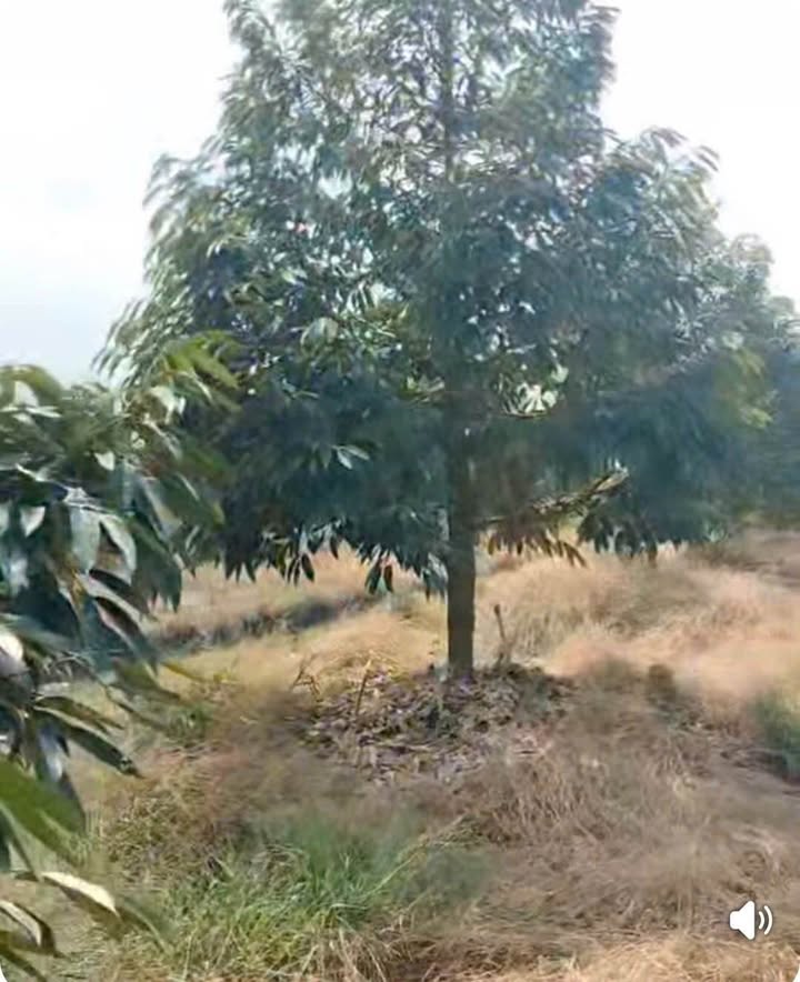 Đất vườn sầu riêng Thanh Mỹ, Đồng Tháp 4.800m² - Đầu tư dài hạn!