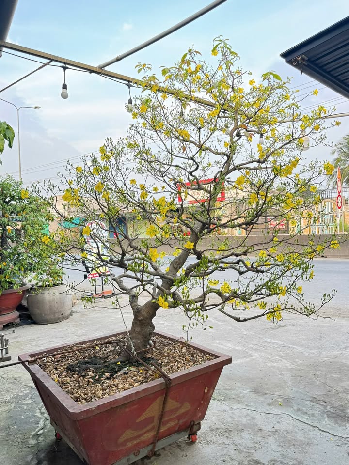 Đất Vàng Quận 9: 931m² Vuông Vức Mặt Tiền Nguyễn Duy Trinh - Sổ Đỏ Sẵn Sàng