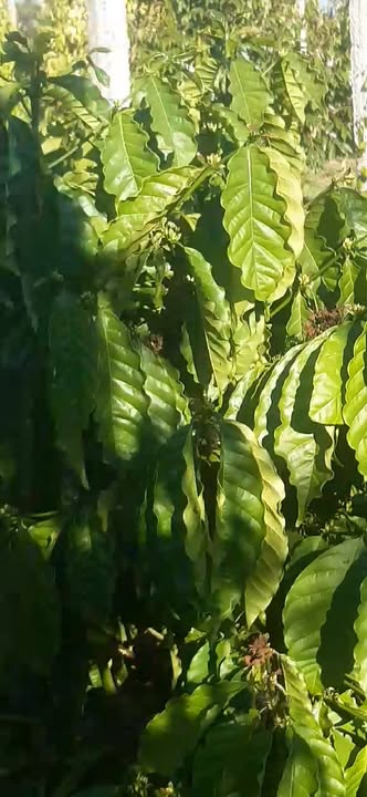 Bán đất rẫy Ea Hu Cư Kuin 1ha giá 2.8 tỷ - Đầu tư dài hạn lý tưởng