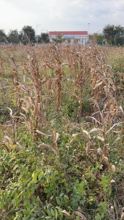 Đất nền Đắk Sôr Krông Nô 240m² giá 1.05 tỷ - Sổ hồng chính chủ