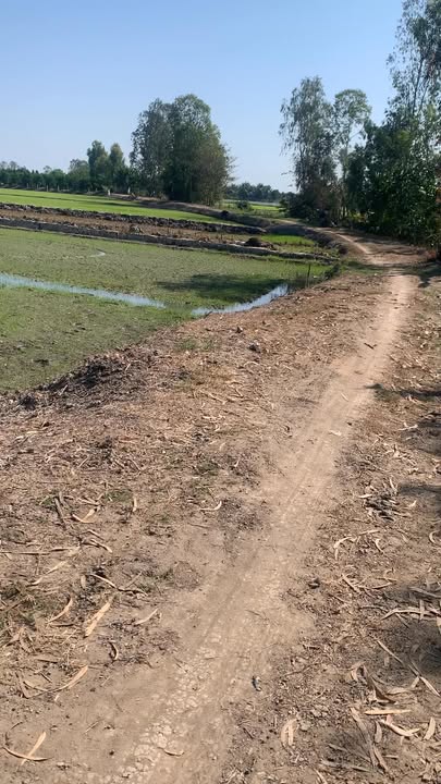 Đất Vườn Đồng Tháp 6500m² - Mặt Tiền Kênh, Giá 1.56 Tỷ