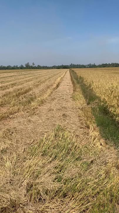 Đất ruộng Tháp Mười 6700m² – Mặt tiền lộ đan, canh tác năng suất cao!