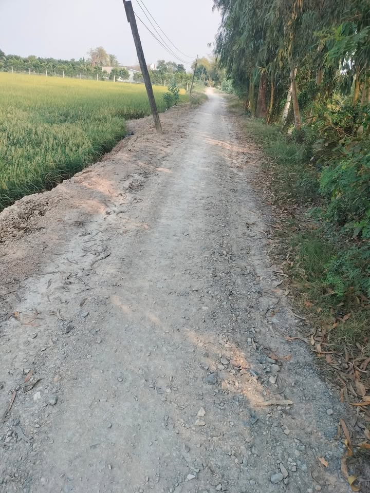 Farm 6200m² Xã Thanh Mỹ, Đồng Tháp - Cho Thuê 10 Năm, Chính Chủ