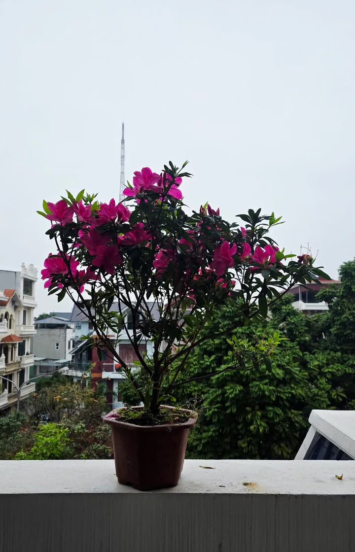 Đất nền Mỹ Thành, Mỹ Lộc 90m² – Hạ tầng hoàn thiện, đường 11m