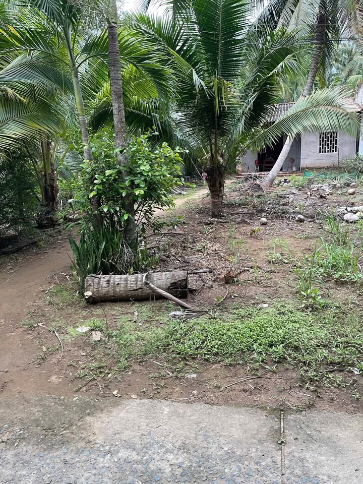 Đất + Nhà cấp 4 Giồng Trôm 727m² chỉ 850 triệu - Tiềm năng tăng giá!